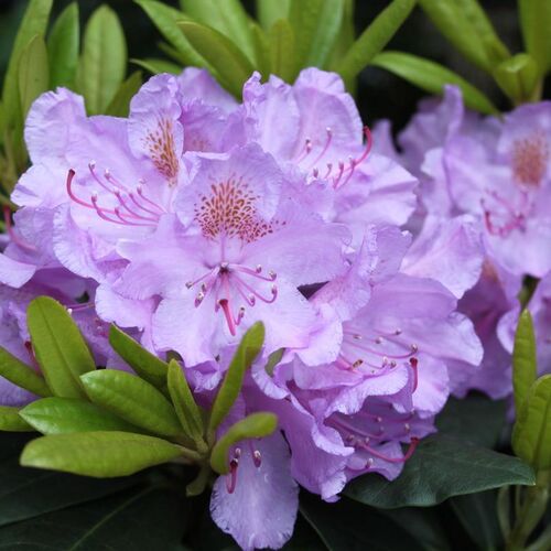 Рододендрон катевбинский Грандифлорум/Rhododendron Catawbiense Grandiflorum С7,5