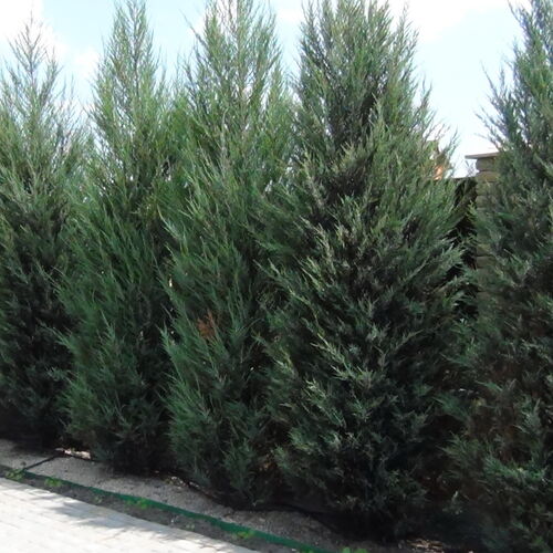 Можжевельник скальный Скайрокет/Juniperus scopulorum Skyrocket 60-80 С2/С3
