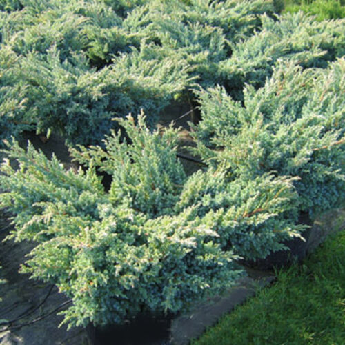 Можжевельник чешуйчатый Блю Свид/Juniperus squamata Blue Swede 40-50 С7,5