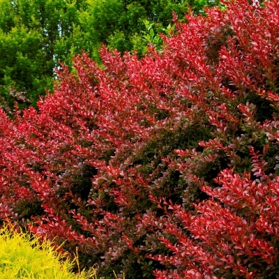 Барбарис/Berberis
