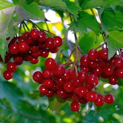 Калина/Viburnum