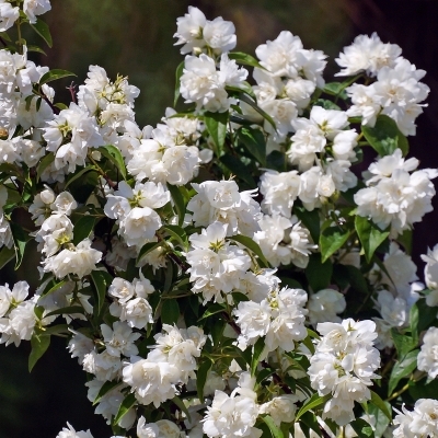 Чубушник/Philadelphus