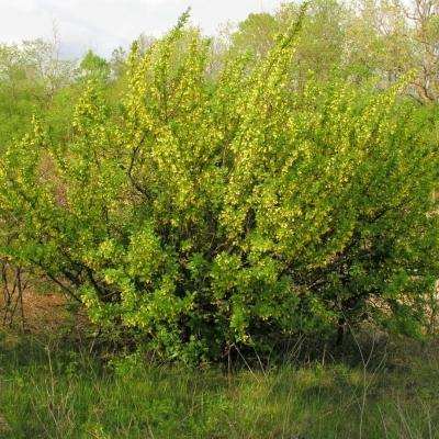 Карагана/Caragana