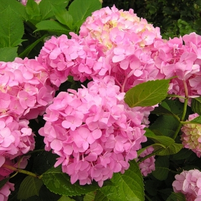 Гортензия/Hydrangea