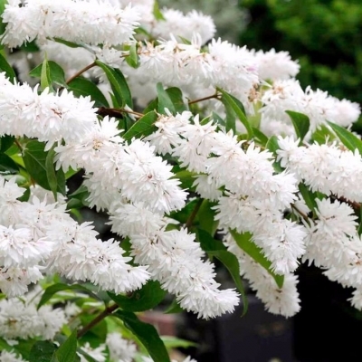 Дейция/Deutzia