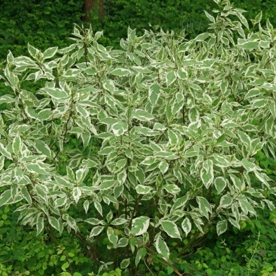 Дерен/Cornus