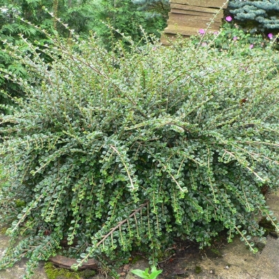 Кизильник/Cotoneaster
