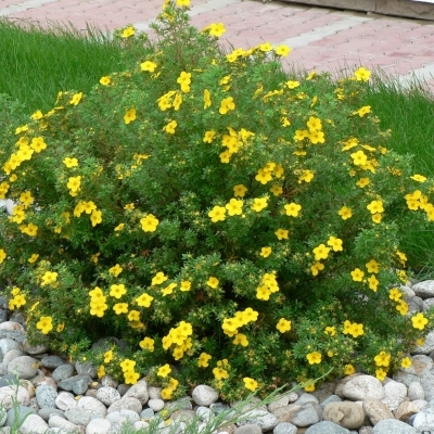Лапчатка/Potentilla