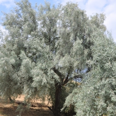 Лох/Elaeagnus