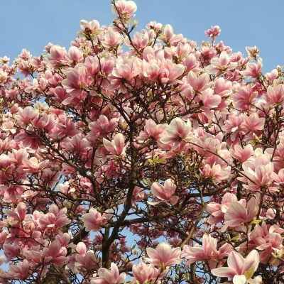 Магнолия/Magnolia