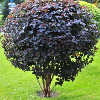 Пузыреплодник/Physocarpus
