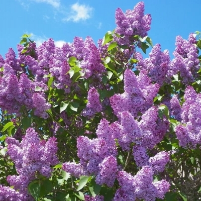 Сирень/Syringa