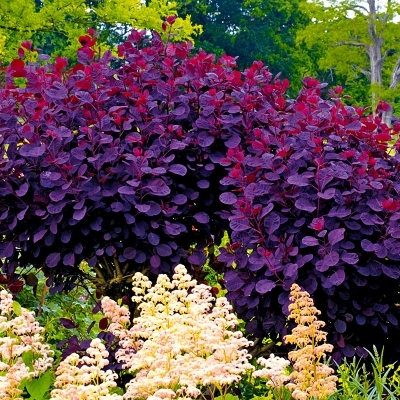 Скумпия/Cotinus