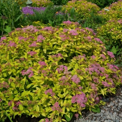 Спирея/Spiraea