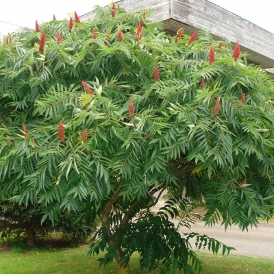 Сумах/Rhus