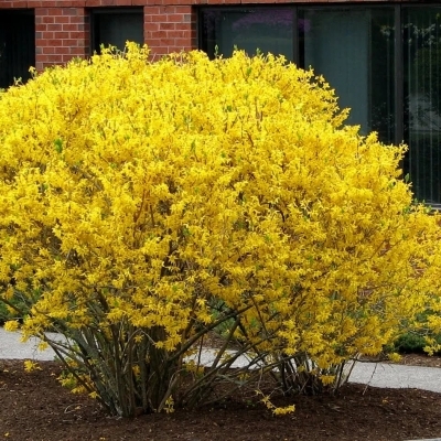 Форзиция/Forsythia