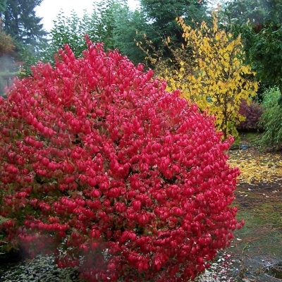 Бересклет/Euonymus