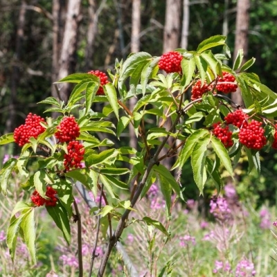 Бузина/Sambucus