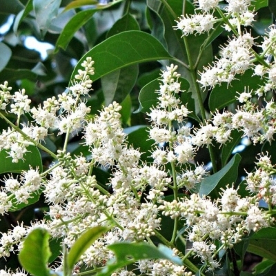 Бирючина/Ligustrum