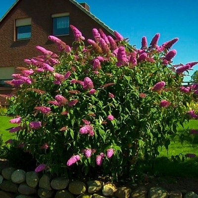 Буддлея/Buddleja