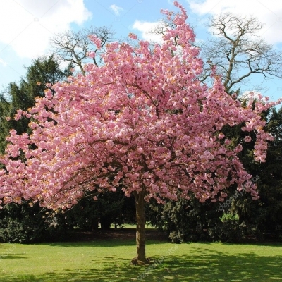 Вишня декоративная/Prunus