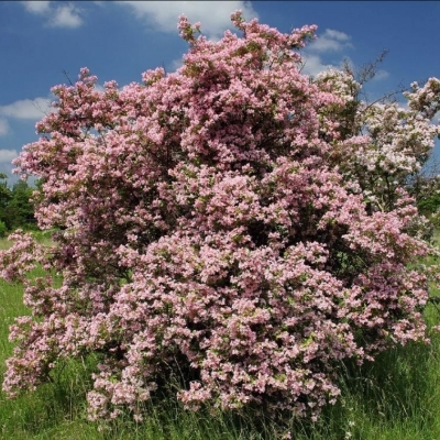 Красивоплодник/Callicarpa