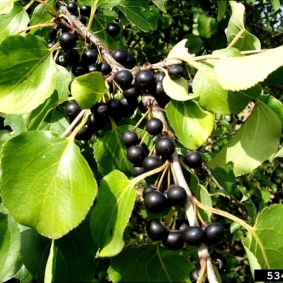 Крушина/Rhamnus