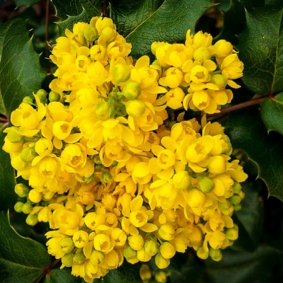 Магония/Mahonia