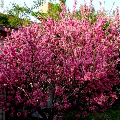 Миндаль/Prunus