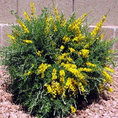Ракитник/Cytisus