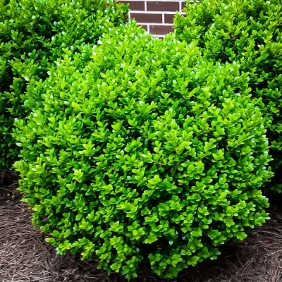 Самшит/Buxus