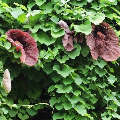 Кирказон/Aristolochia