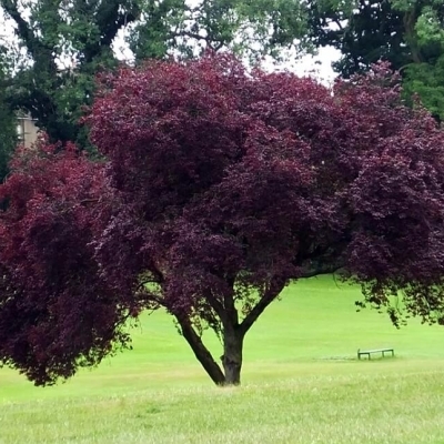 Слива декоративная/Prunus