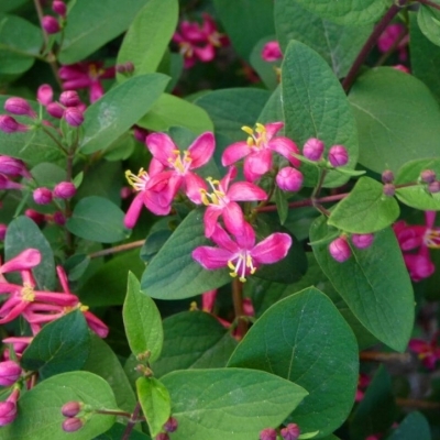 Жимолость татарская/Lonicera tatarica