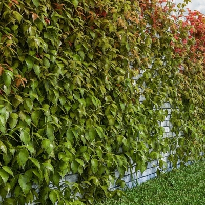 Виноград девичий пятилисточковый/Parthenocissus quinquefolia