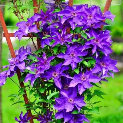Клематис/Clematis