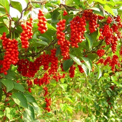 Лимонник китайский/Schizandra chinensis
