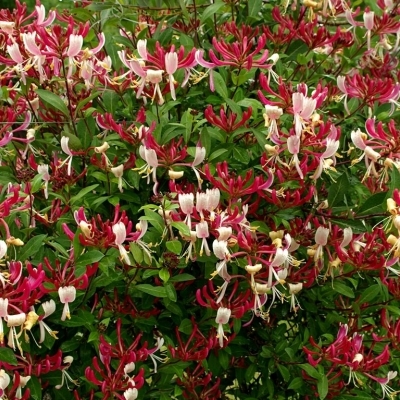Жимолость Каприфоль/Lonicera caprifolium