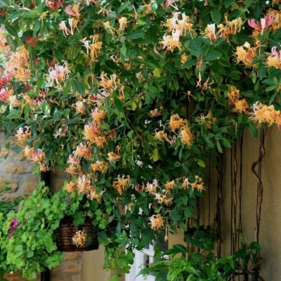 Жимолость вьющаяся/Lonicera periclymenum