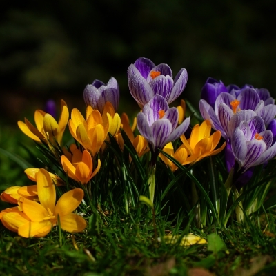 Крокус/Crocus