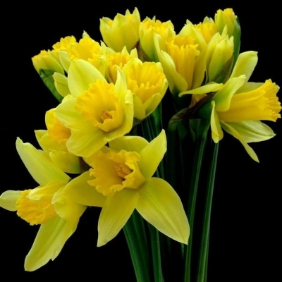 Нарцисс/Narcissus
