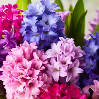 Гиацинт/Hyacinthus