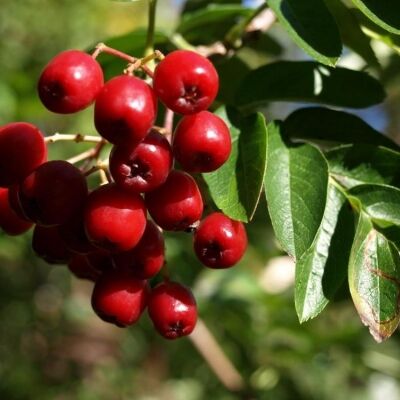 Рябина садовая сладкоплодная