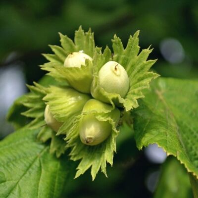 Лещина/Corylus