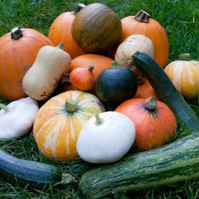 Бахчевые культуры