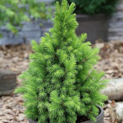 Ель/Picea