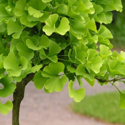Гингко/Ginkgo