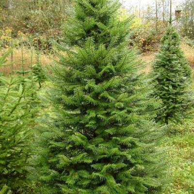 Псевдотсуга/Pseudotsuga