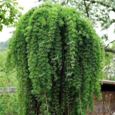 Лиственница/Larix