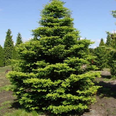 Пихта/Abies